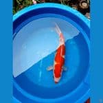 kohaku kucibeni size 43