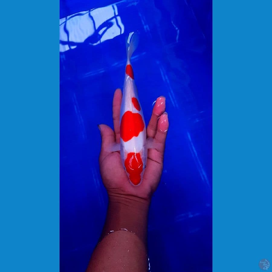 kohaku doit murni 22cm
