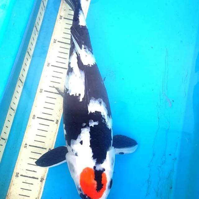 TANCHO SHOWA 45CM FEMALE
