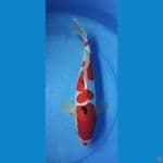 sanke doit 40cm (M) 