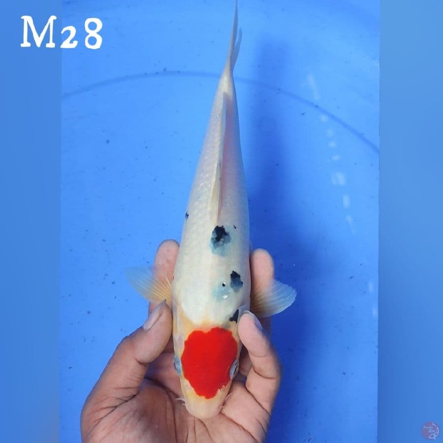 TANCO SANKE M28