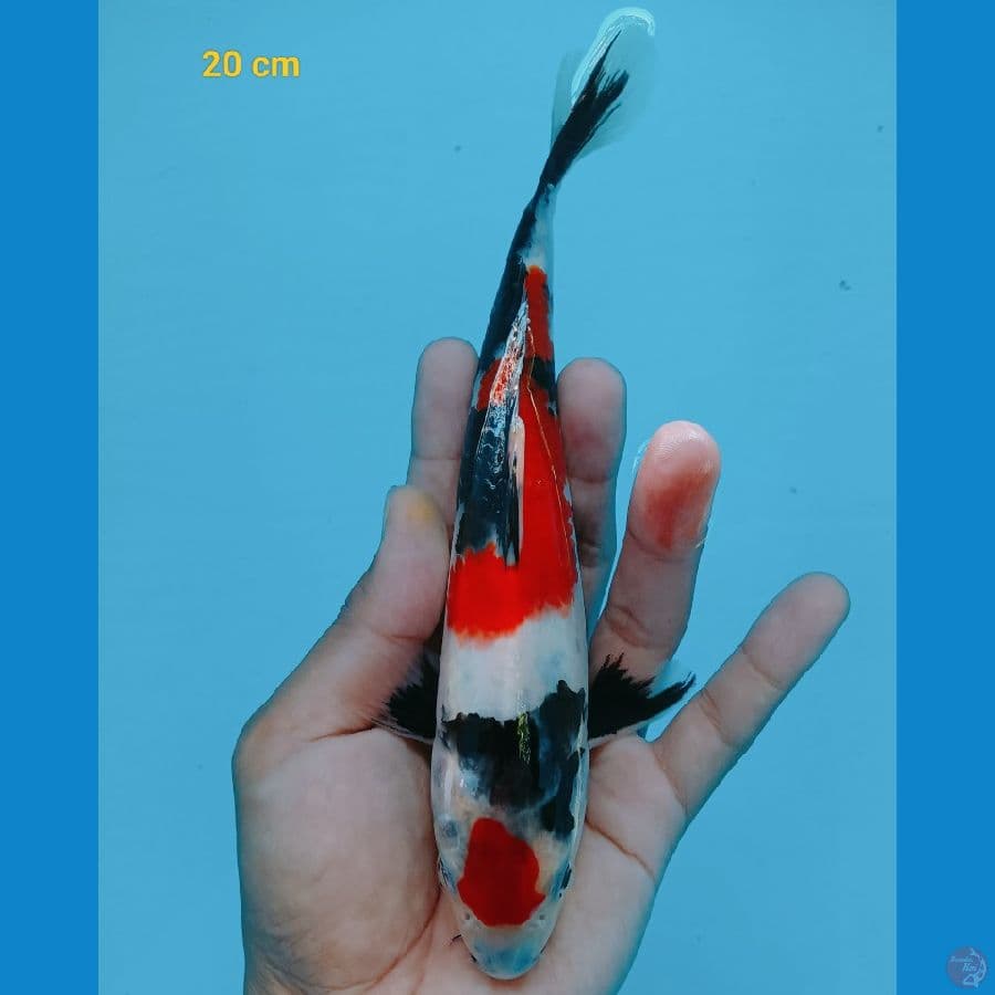 Maruten 20 cm