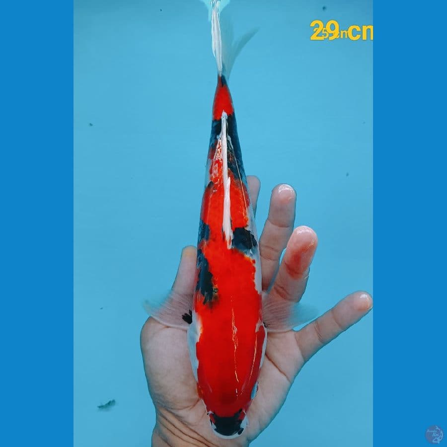 Showa 29 cm