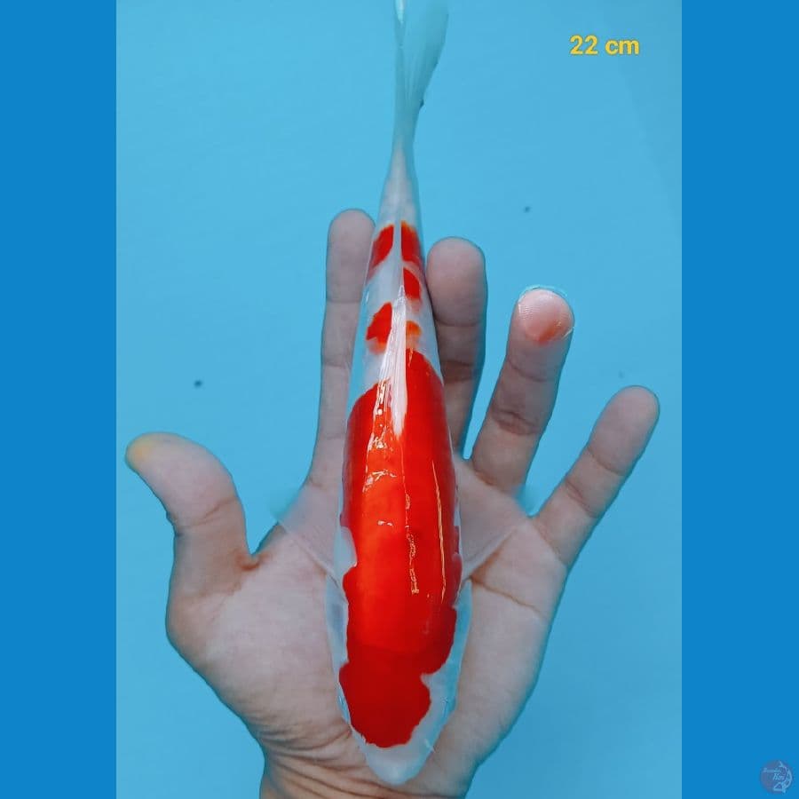 Kohaku doit 22 cm