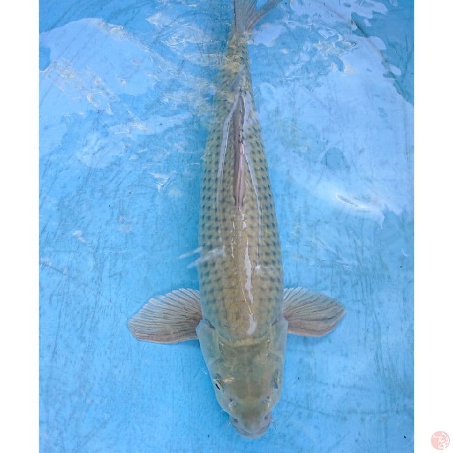 SORAGOI 40 CM