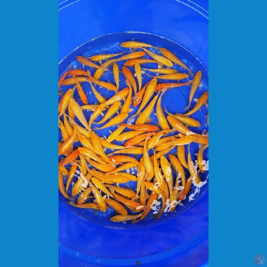 FULL GINRIN KARASI & RED KARASI 100 ekor