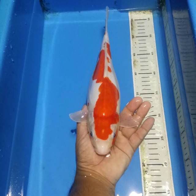 Kohaku doitsu