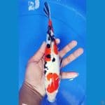 sanke doitsu 28 cm