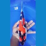 showa 33 cm