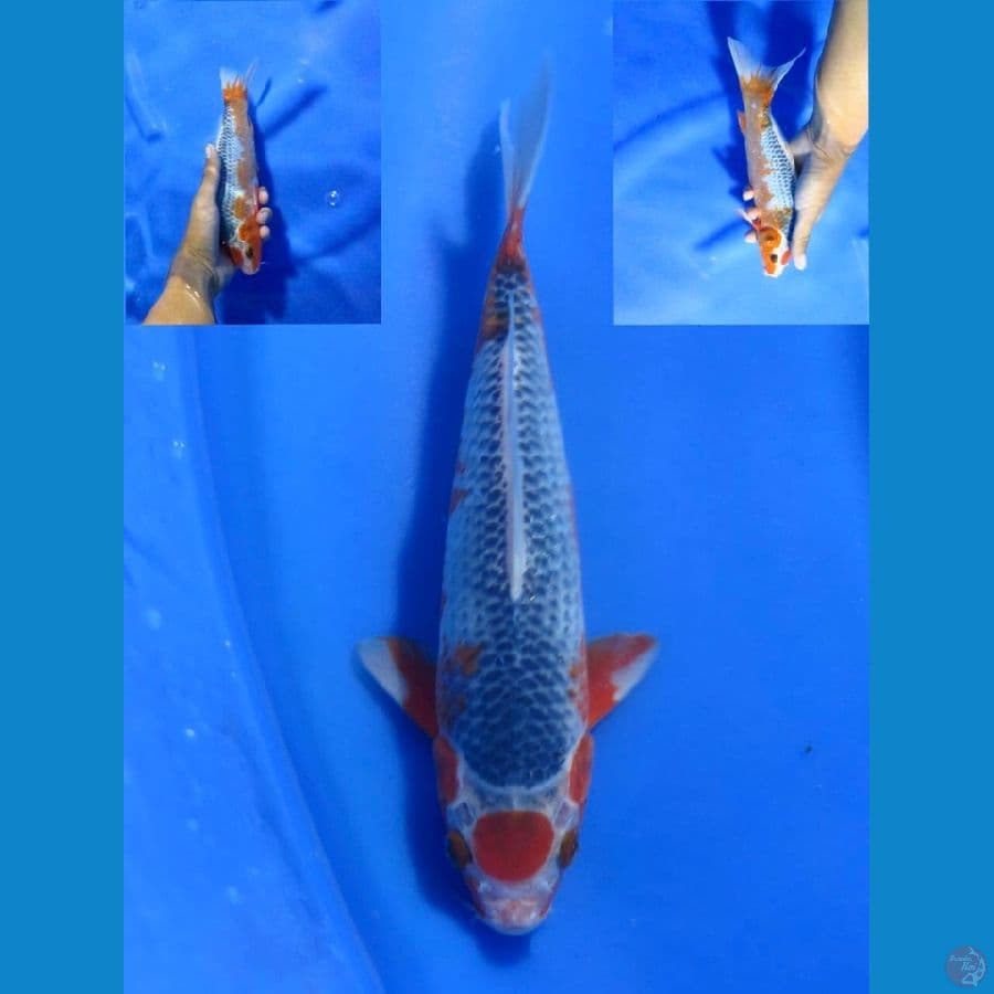 asagi mauruten 25cm