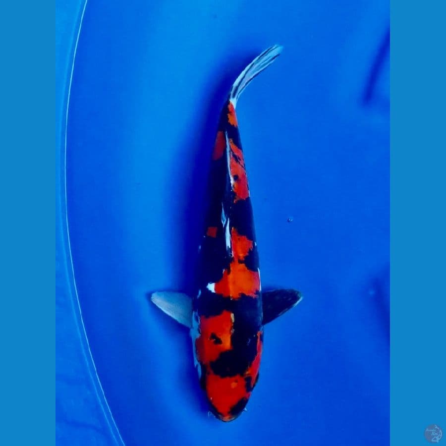 hi showa Doitsu 27cm 