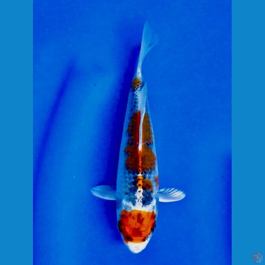 beby kujaku maruten 17cm 