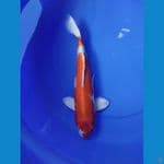 hikarimo jantan 35 cm 