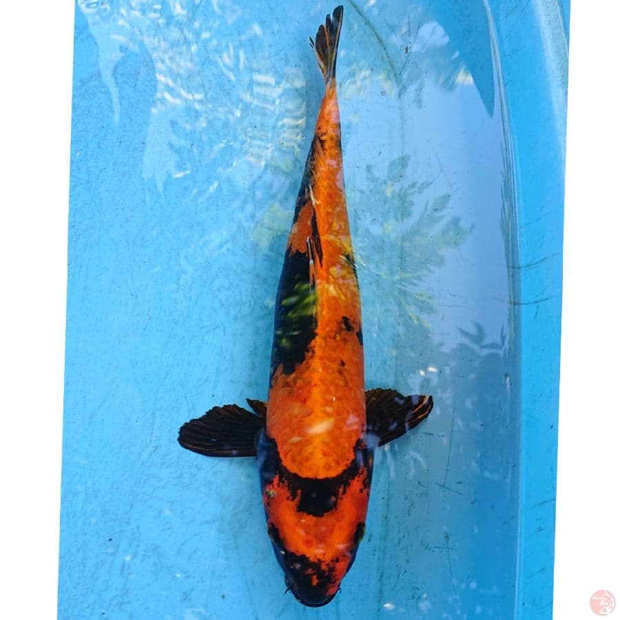KIN UTSURI 39 CM