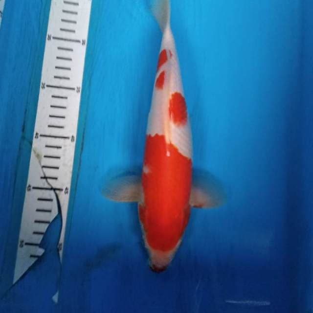 Kohaku kucibeni mantap