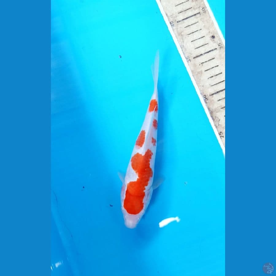 Kohaku 20cm