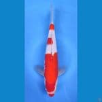 KOHAKU HQ STRONG 34CM ORIGINAL~male