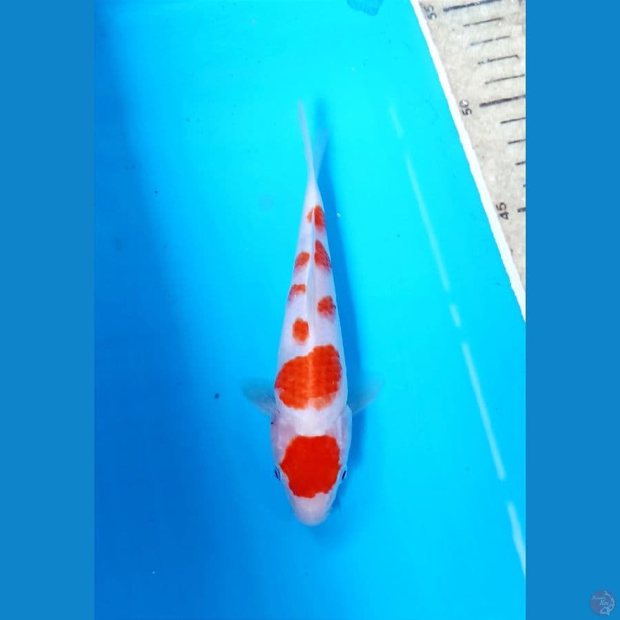 Kohaku 16cm