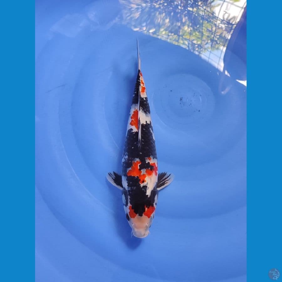 Kinday showa 40cm