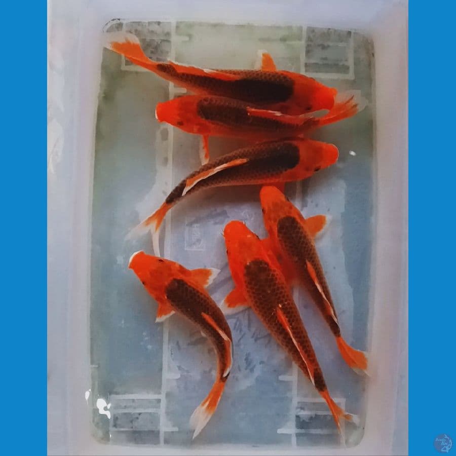 Akamatsuba munuk 25 Bu 