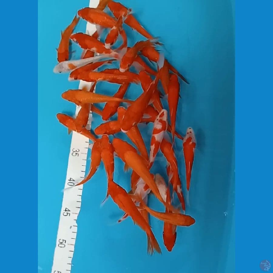 10-15 cm 40 ekor