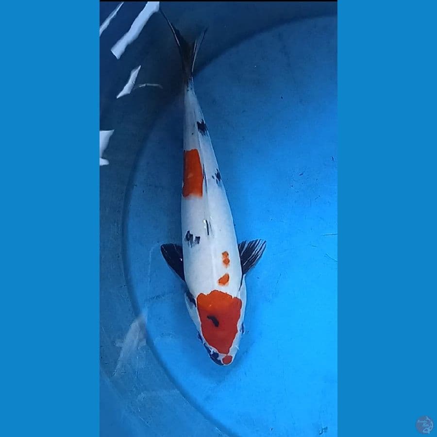 showa kinday : 27 cm 