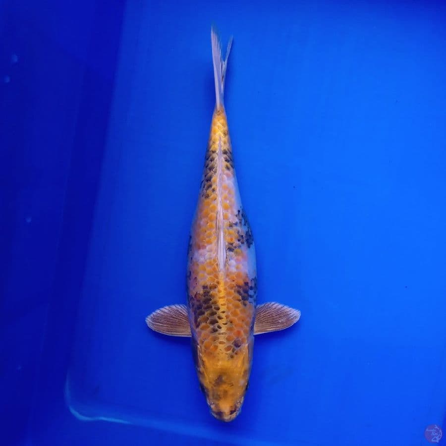 KIN KI SHOWA CALON BULKY 37CM