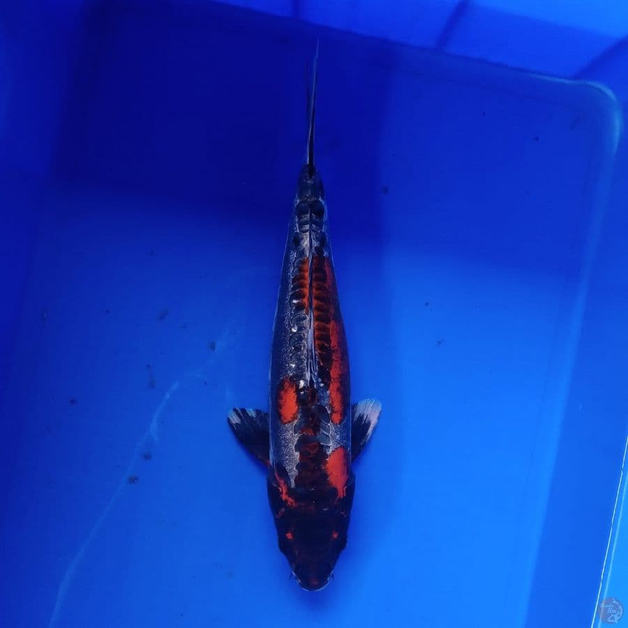 BENI KIKOKURYU 36CM