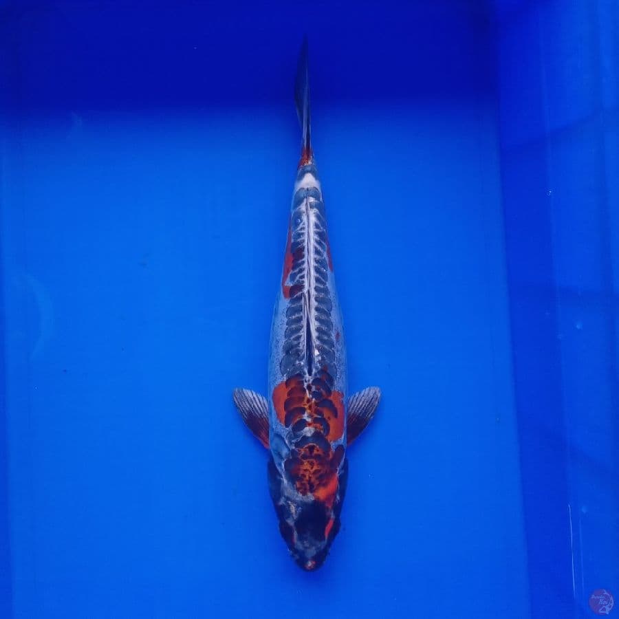BENI KIKOKURYU 37CM
