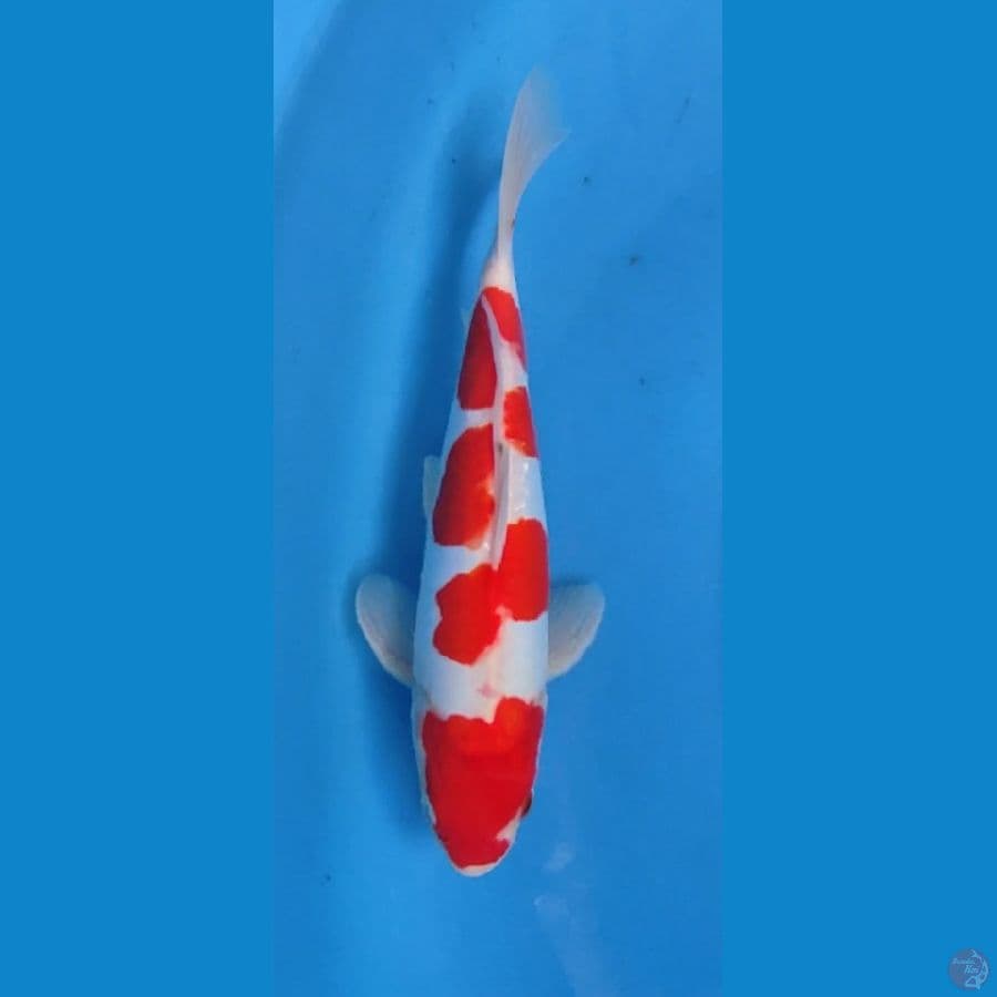 KOHAKU DOITSU 28 CM male