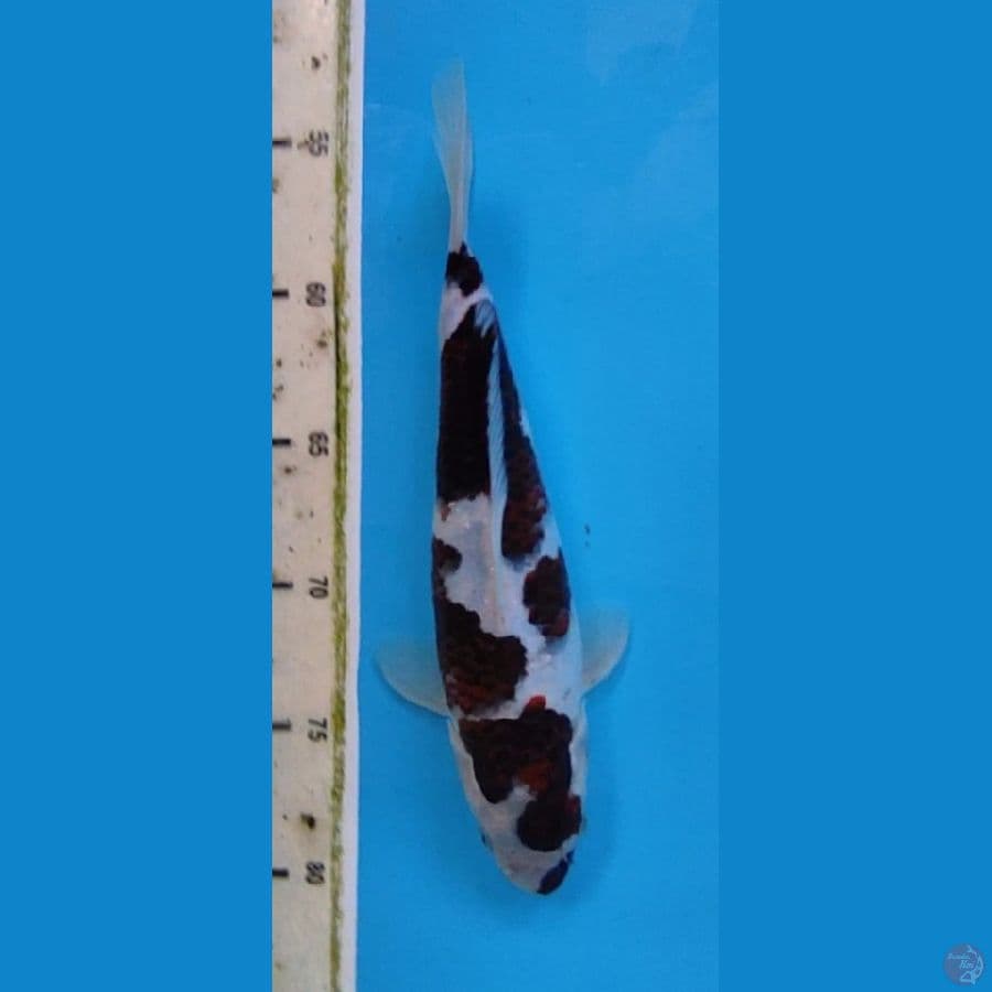 BUDO KOROMO 27 CM MALE