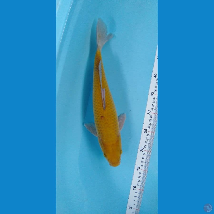 Midorigoi 40cm