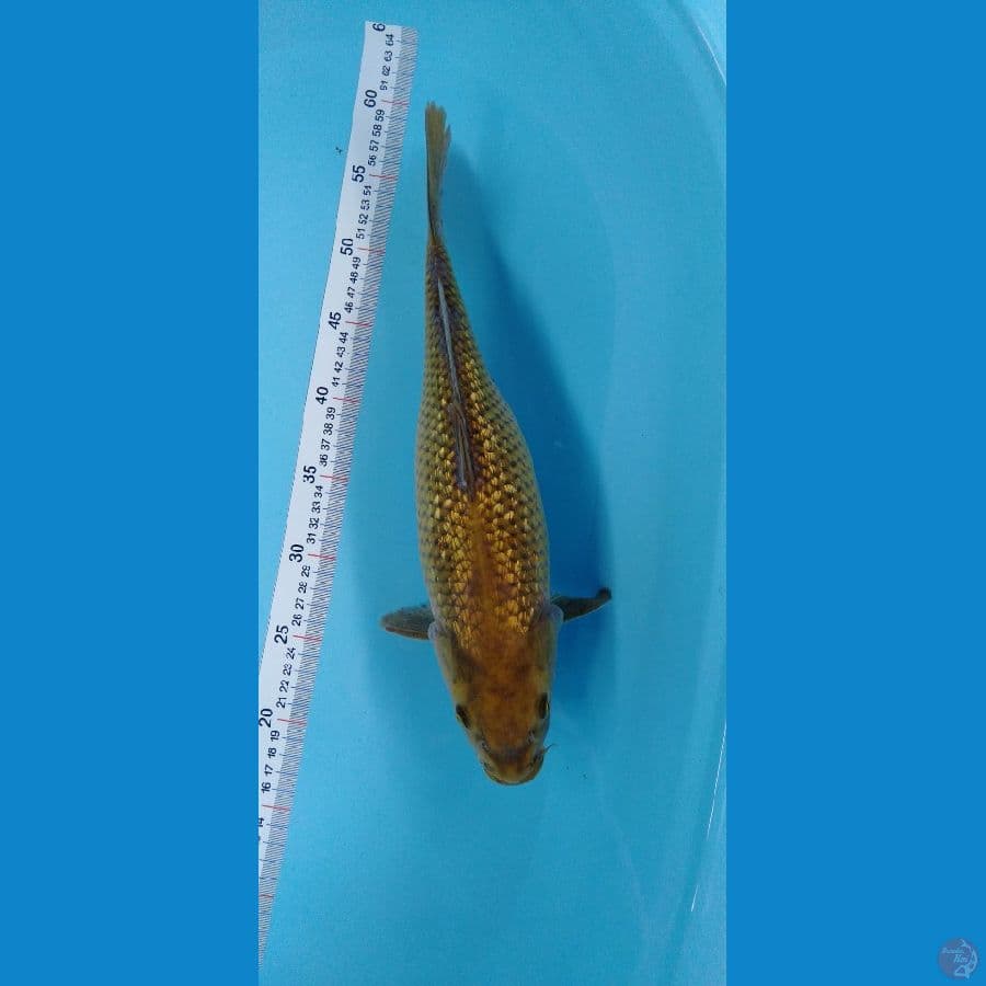 Midorigoi Full Ginrin 41cm