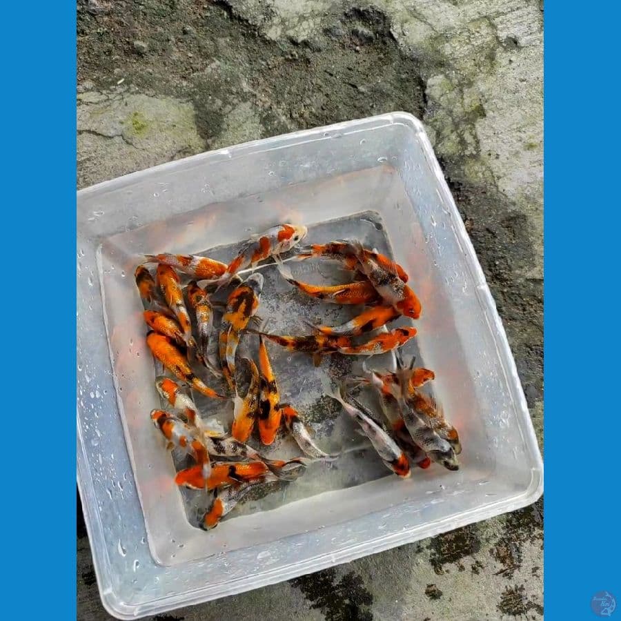 8-13CM, Ginrin Non Ginrin (Breeder Pak Budi Glagah)