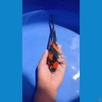 showa 24cm