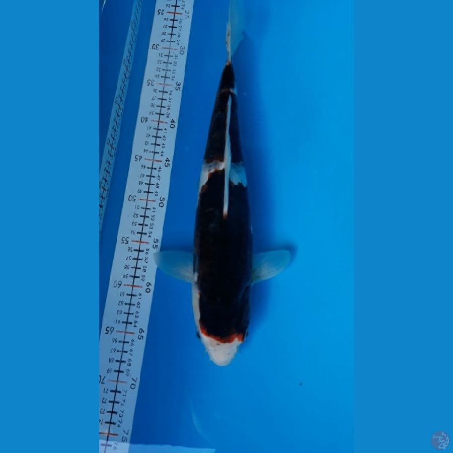 Budo Goromo Female 40cm