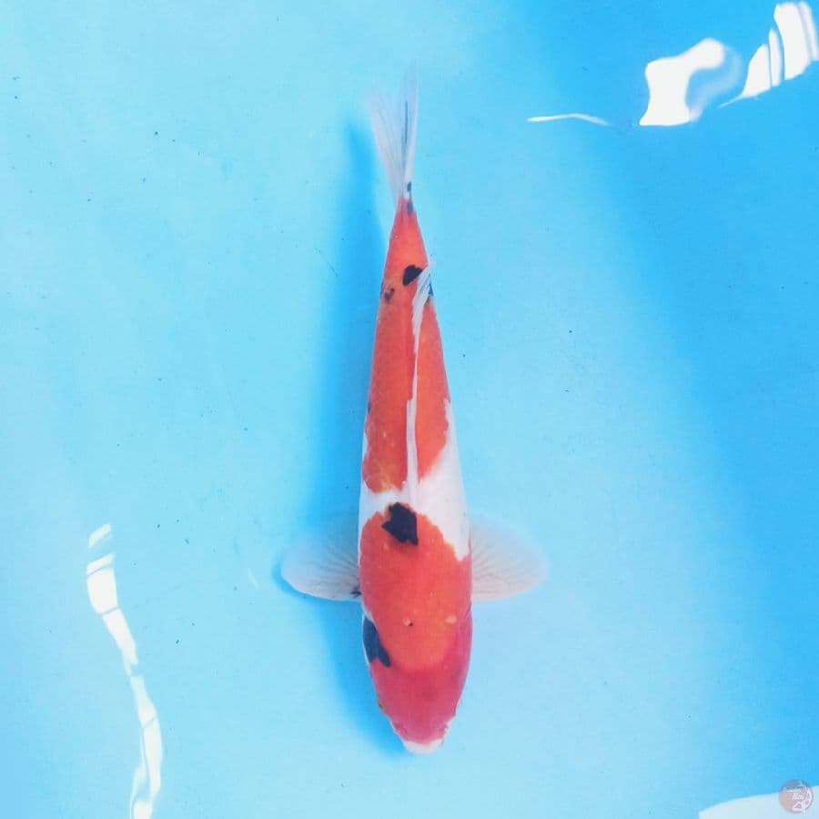 Kindai Showa 32 cm