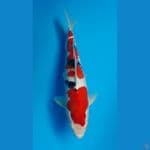 Jantan Shansoku 32cm Alusss