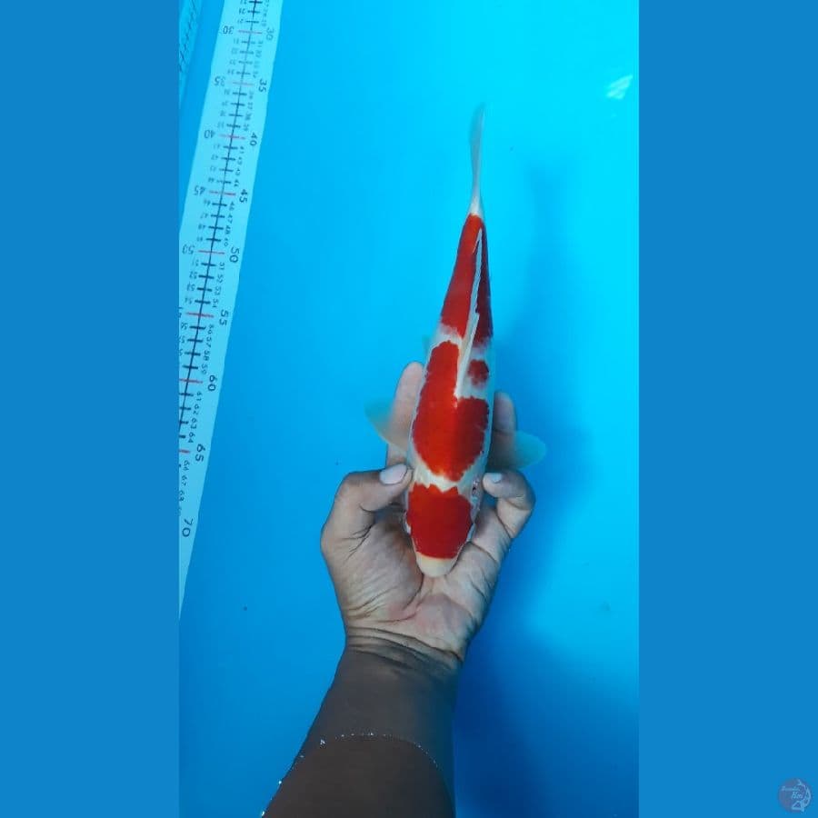 Jantan Kohaku 29cm