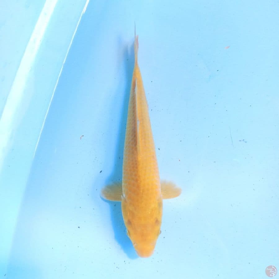 Karashi 27 cm