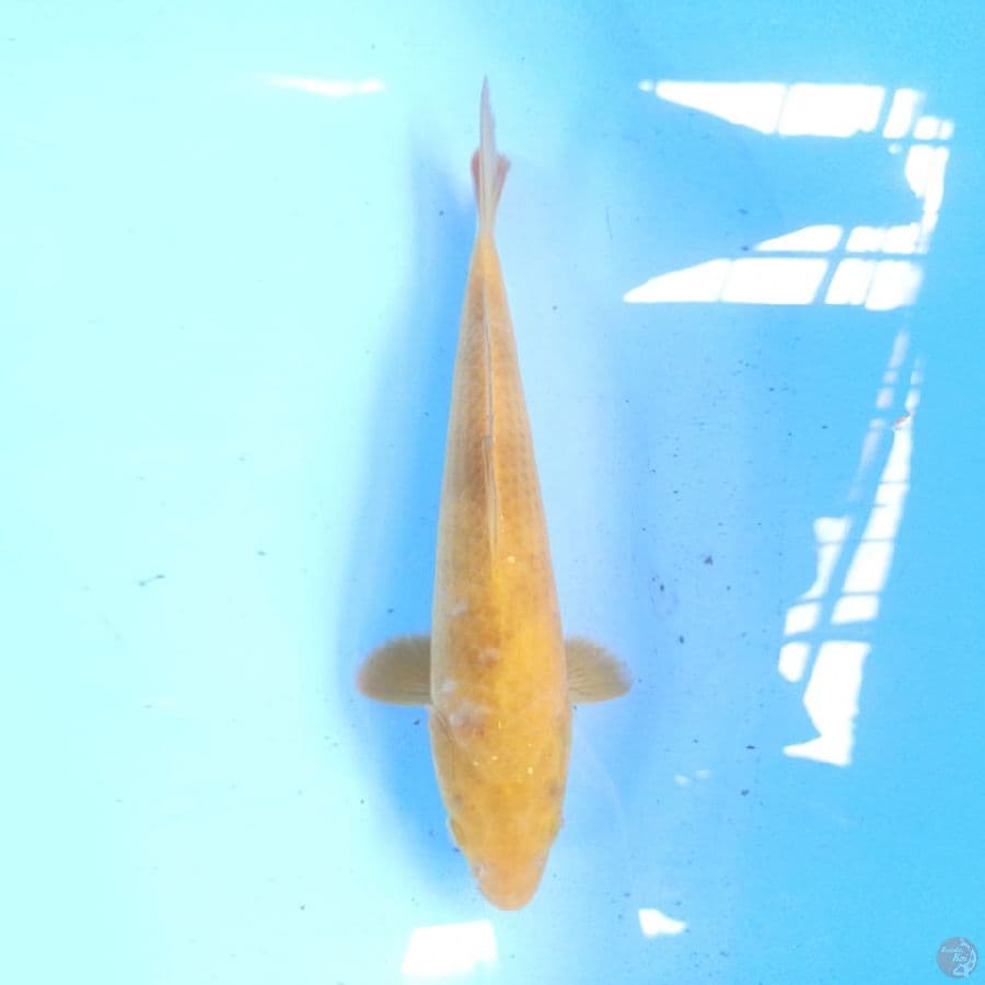 Karashi 26 cm
