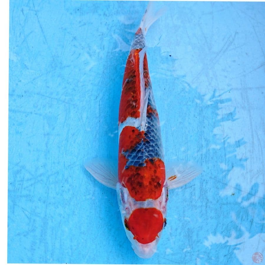 GHOSIKI 30 CM