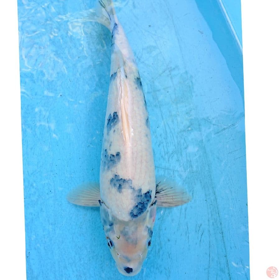 JUMBO TATEGOI SHIRO 42 CM