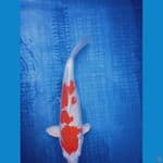 Hikari 30 cm