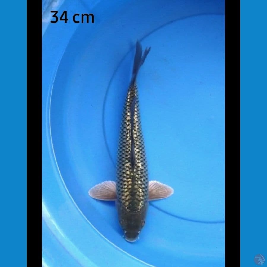 Blackdiamond 34 cm