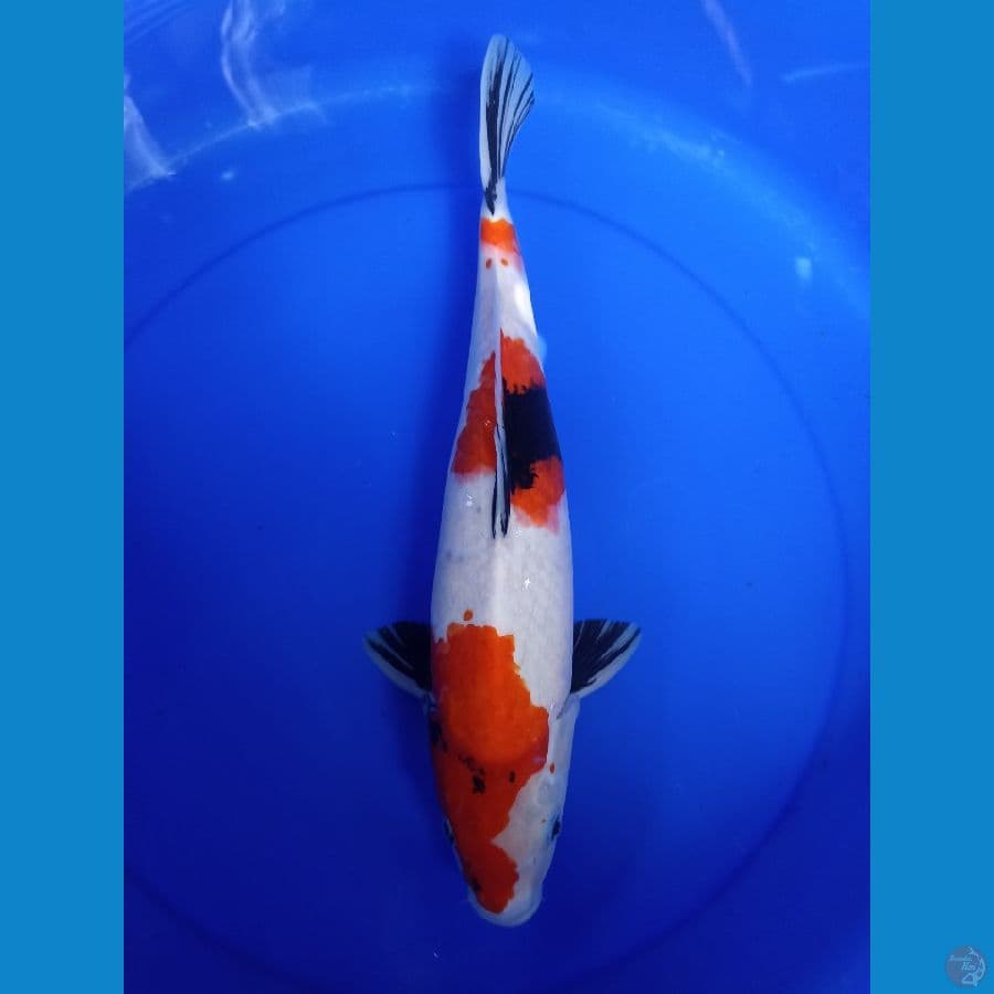 Kindai showa 42cm