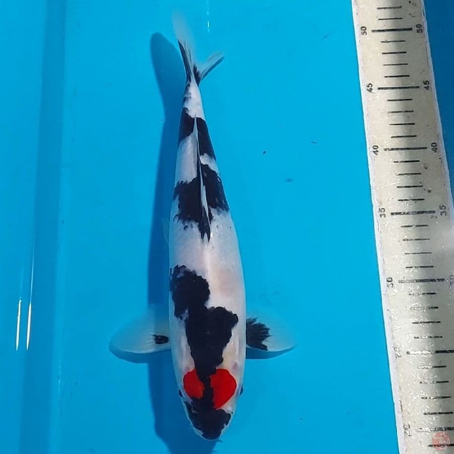 TANCHO SHOWA 31 CM