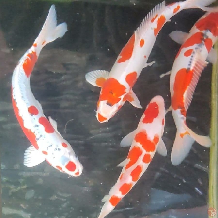 KOHAKU KIKO KUSUI 32-37CM