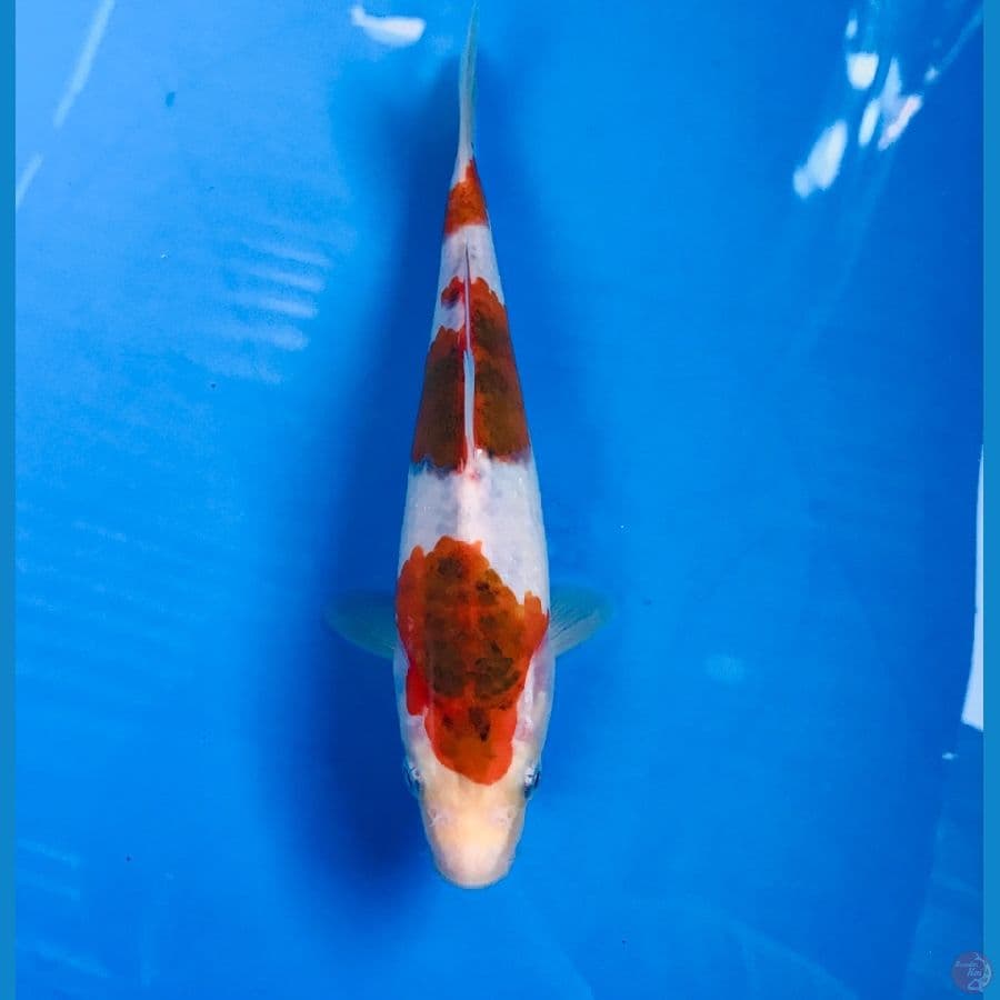 Goromo 18cm