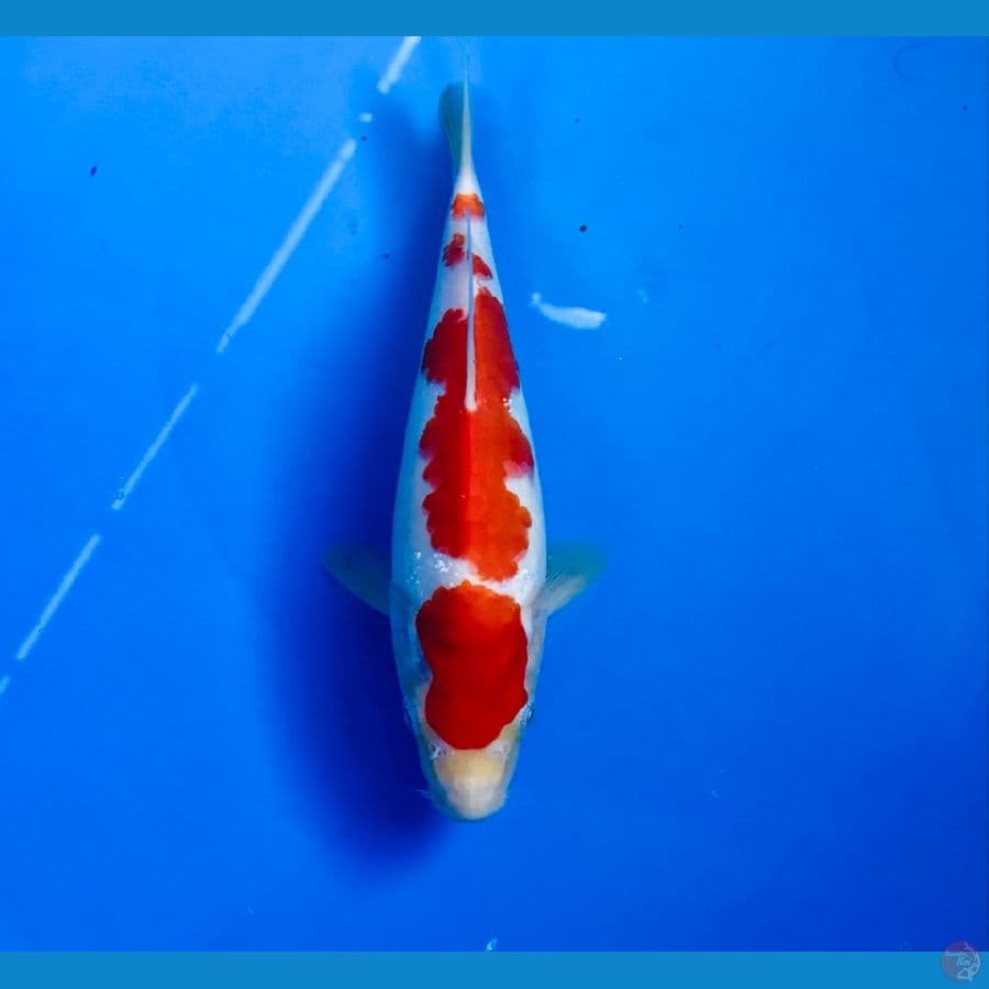 kohaku 20cm